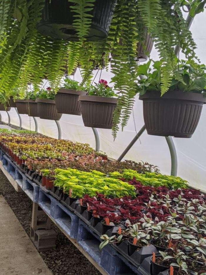 Images Whitetail Acres Nursery, Landscaping, and Reindeer Farm