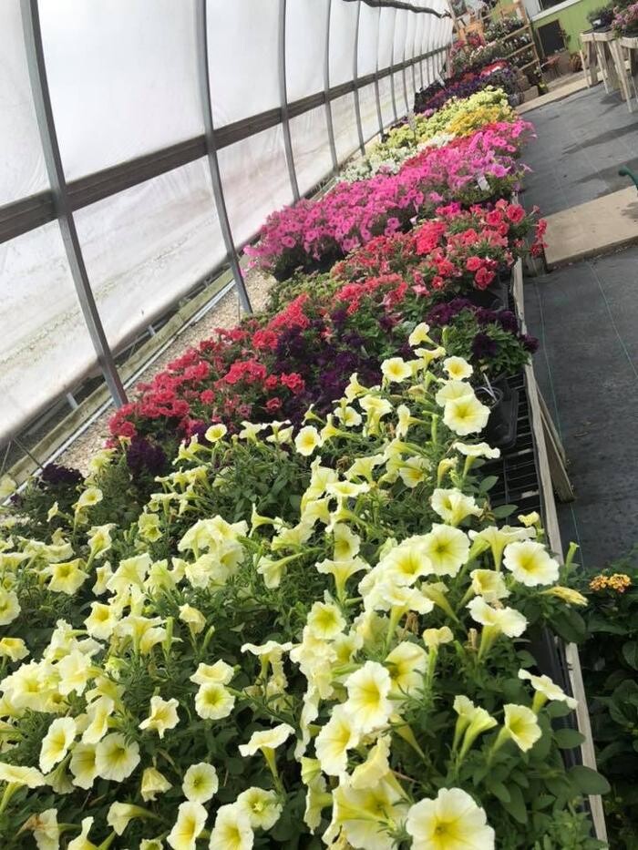 Images Whitetail Acres Nursery, Landscaping, and Reindeer Farm