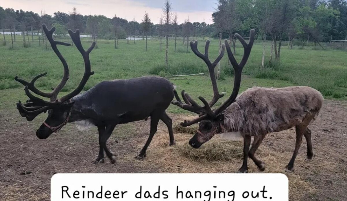 Images Whitetail Acres Nursery, Landscaping, and Reindeer Farm