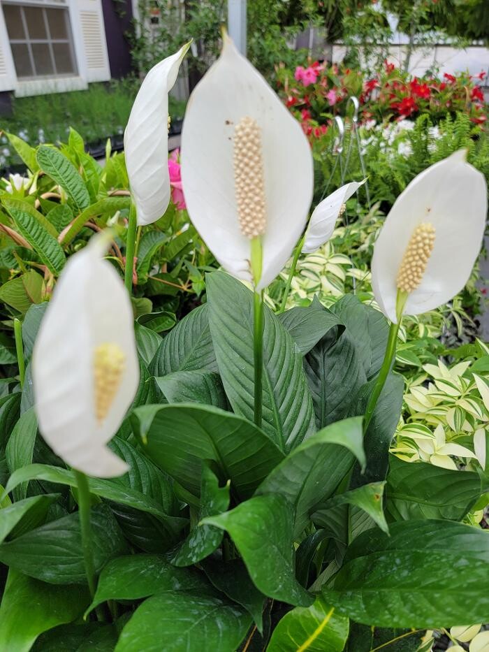 Images Whitetail Acres Nursery, Landscaping, and Reindeer Farm