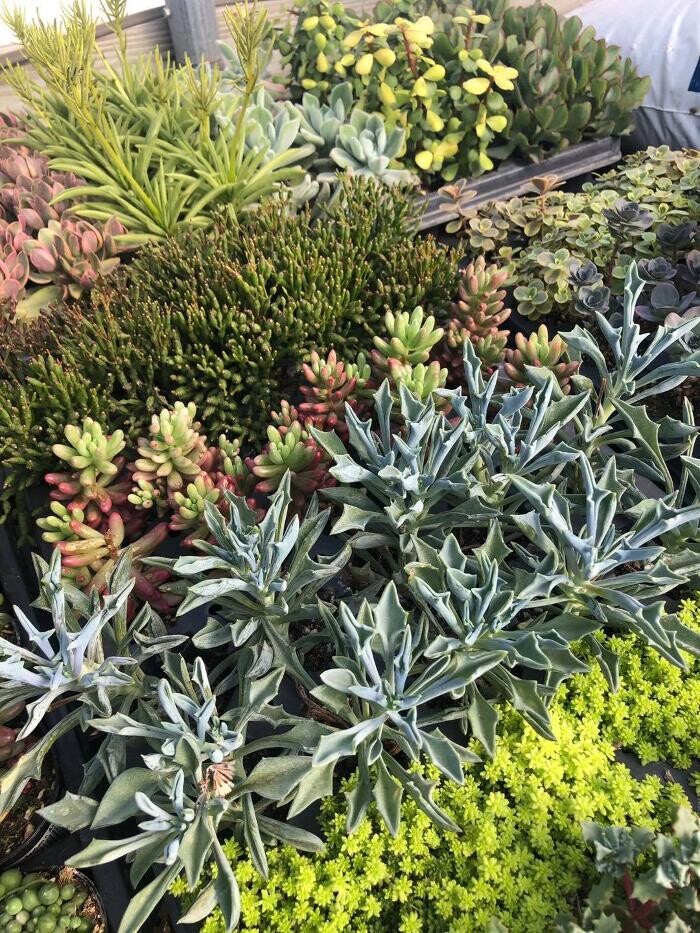 Images Whitetail Acres Nursery, Landscaping, and Reindeer Farm