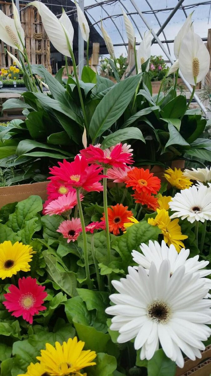 Images Whitetail Acres Nursery, Landscaping, and Reindeer Farm