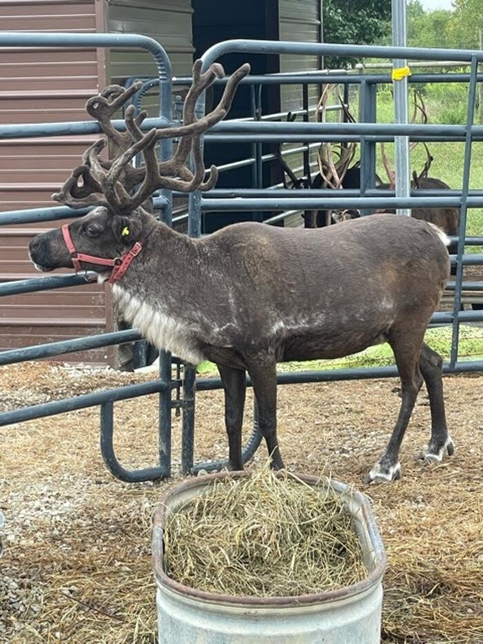 Images Whitetail Acres Nursery, Landscaping, and Reindeer Farm