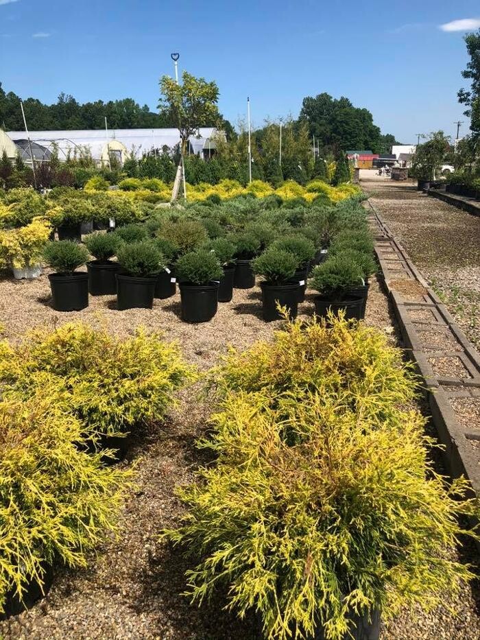 Images Whitetail Acres Nursery, Landscaping, and Reindeer Farm