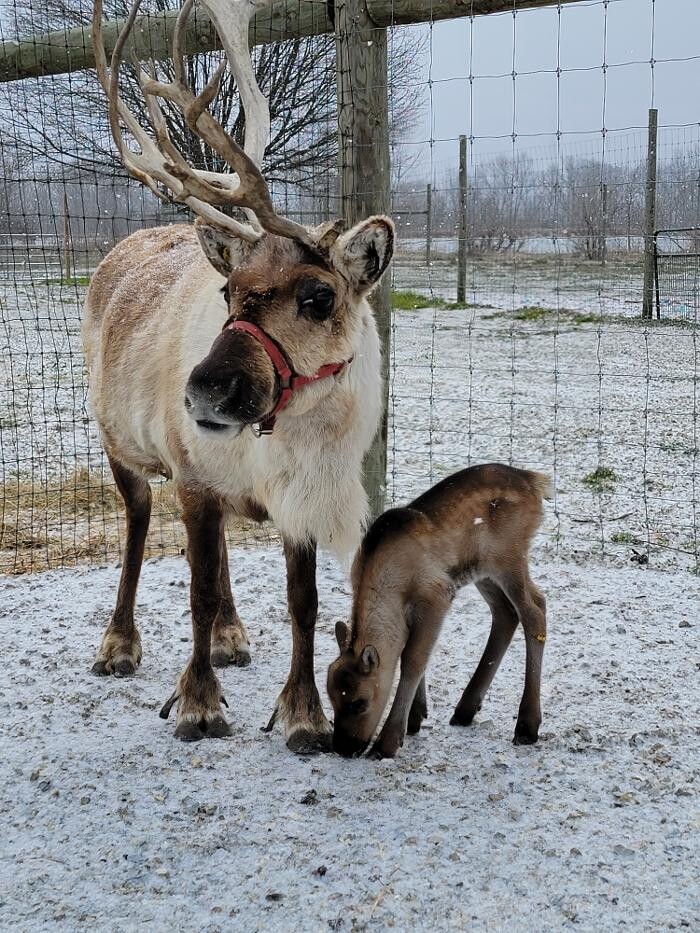 Images Whitetail Acres Nursery, Landscaping, and Reindeer Farm
