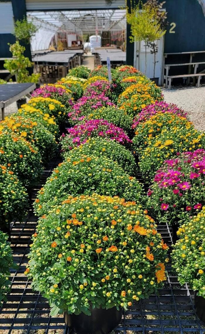 Images Whitetail Acres Nursery, Landscaping, and Reindeer Farm