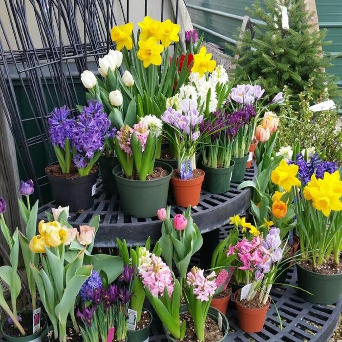 Images Whitetail Acres Nursery, Landscaping, and Reindeer Farm