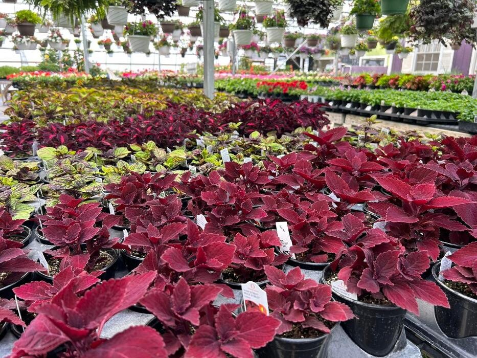 Images Whitetail Acres Nursery, Landscaping, and Reindeer Farm