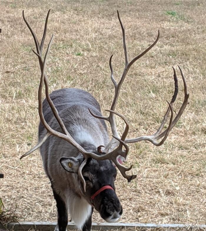 Images Whitetail Acres Nursery, Landscaping, and Reindeer Farm