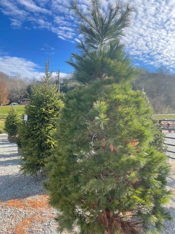 Images Whitetail Acres Nursery, Landscaping, and Reindeer Farm