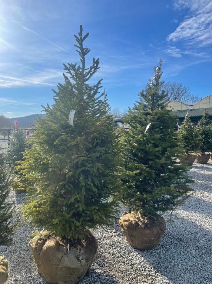 Images Whitetail Acres Nursery, Landscaping, and Reindeer Farm