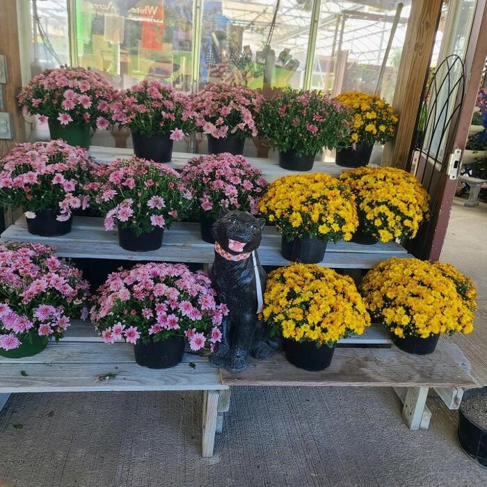 Images Whitetail Acres Nursery, Landscaping, and Reindeer Farm