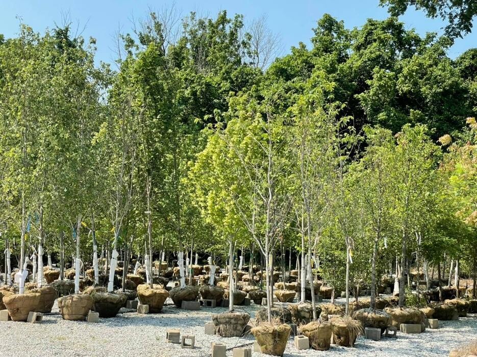 Images Whitetail Acres Nursery, Landscaping, and Reindeer Farm