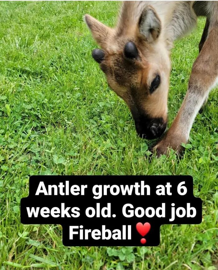 Images Whitetail Acres Nursery, Landscaping, and Reindeer Farm