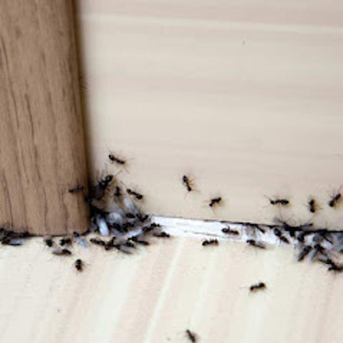 Images Expert Pest Control