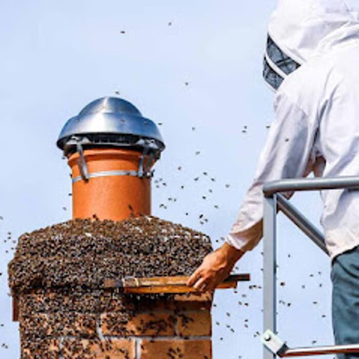Images Expert Pest Control