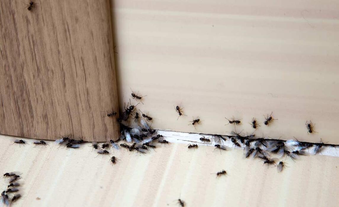 Images Expert Pest Control