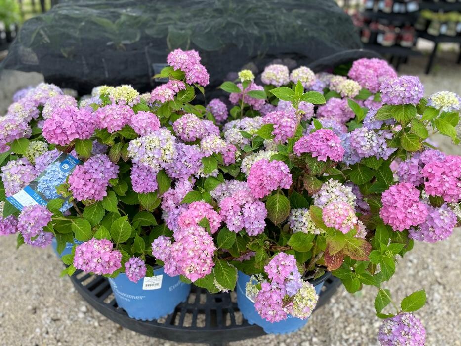 Images Scotty Landscape Supply