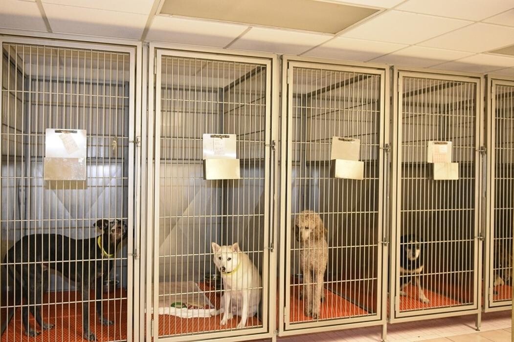 Images Family Pet Care