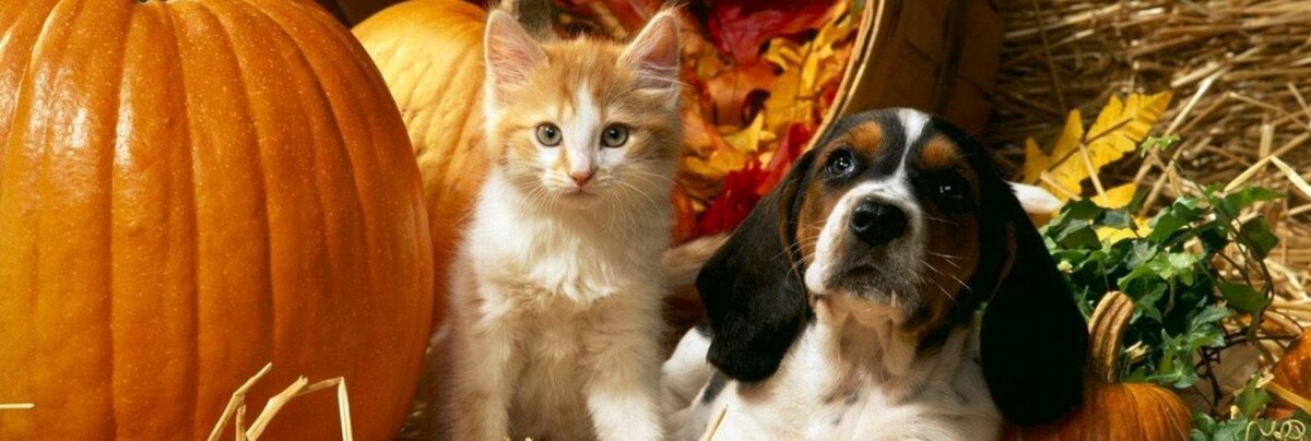 Images Tellico Bay Animal Hospital LLC