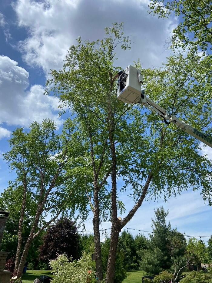 Images Cutting Edge Tree Service LLC