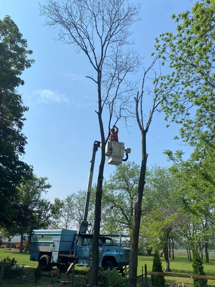 Images Cutting Edge Tree Service LLC