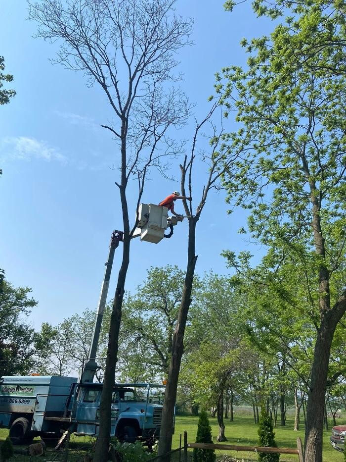 Images Cutting Edge Tree Service LLC