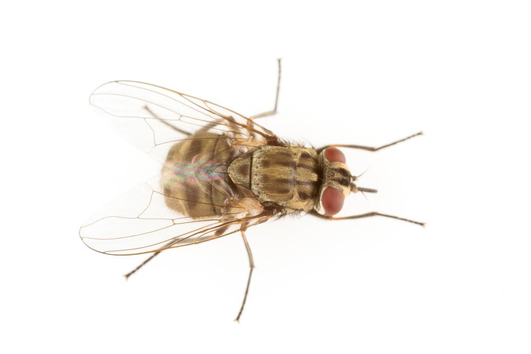 Images Premier Pest Elimination
