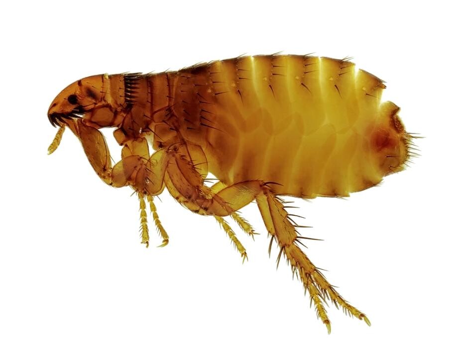 Images Premier Pest Elimination