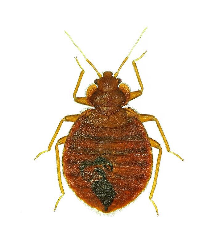 Images Premier Pest Elimination