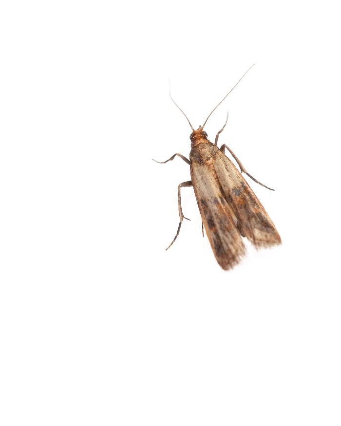 Images Premier Pest Elimination