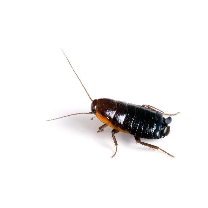 Images Premier Pest Elimination