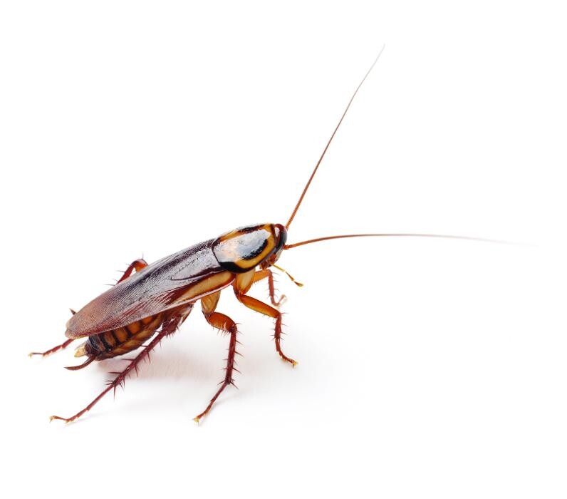Images Premier Pest Elimination