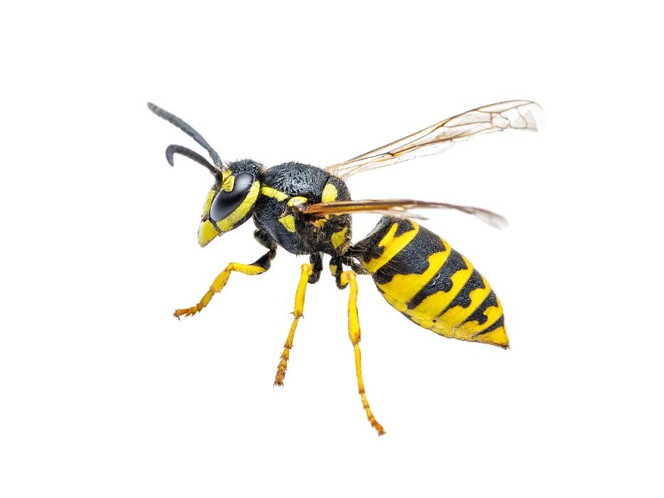 Images Premier Pest Elimination
