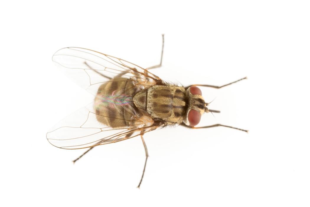 Images Premier Pest Elimination