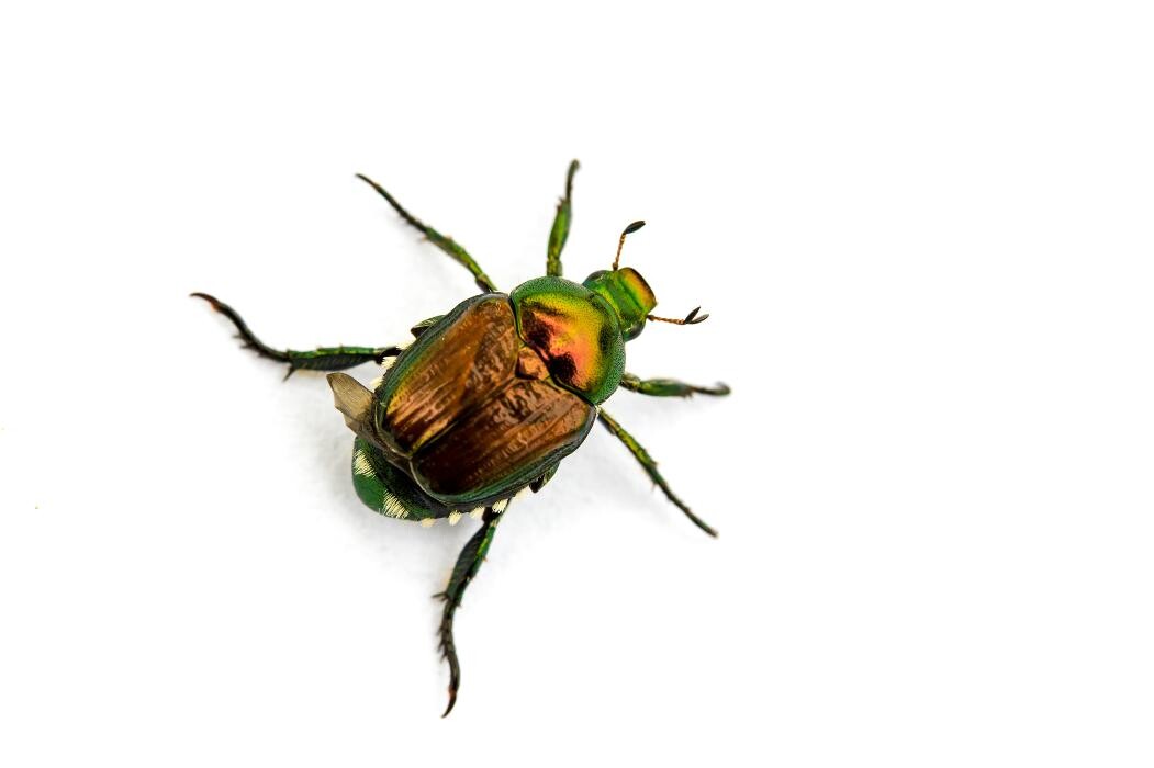 Images Premier Pest Elimination