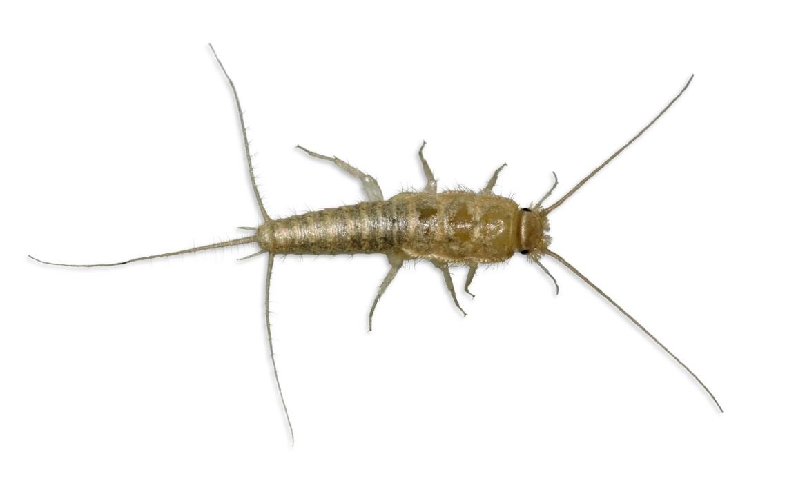 Images Premier Pest Elimination