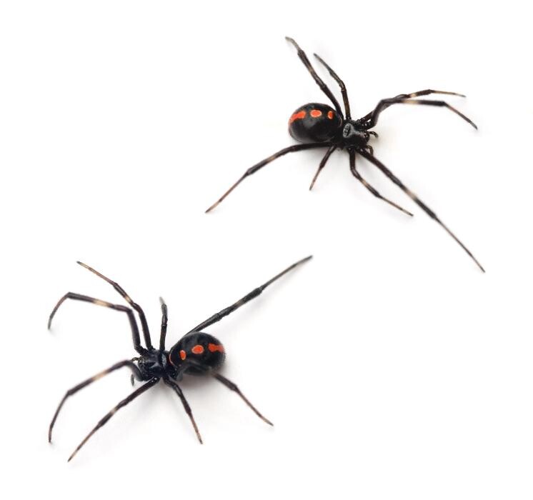 Images Premier Pest Elimination