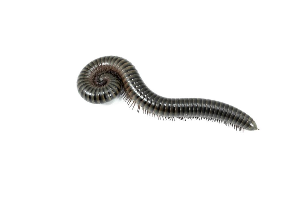 Images Premier Pest Elimination