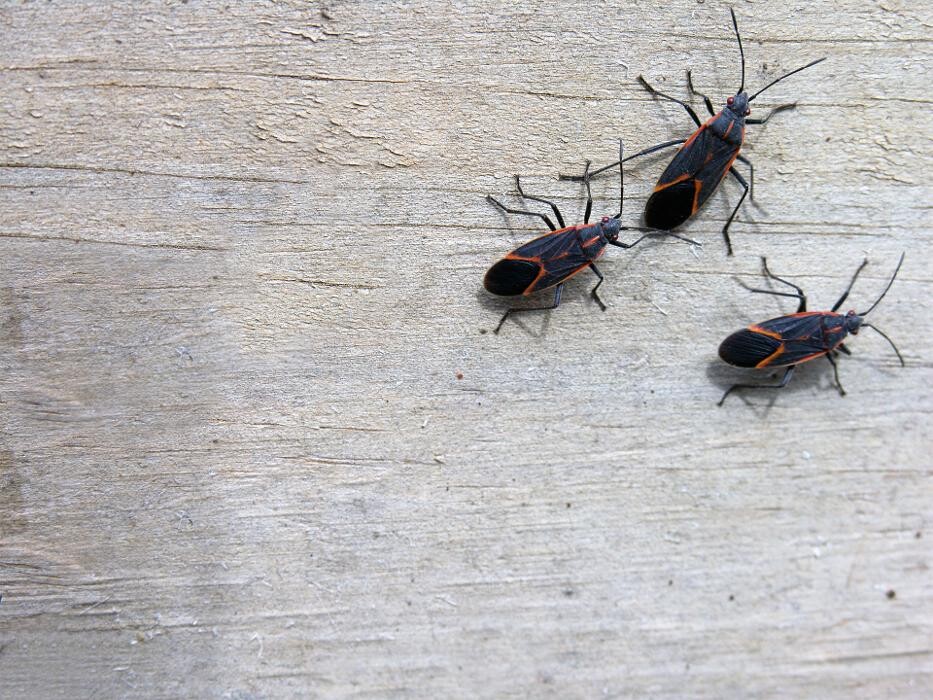 Images Premier Pest Elimination