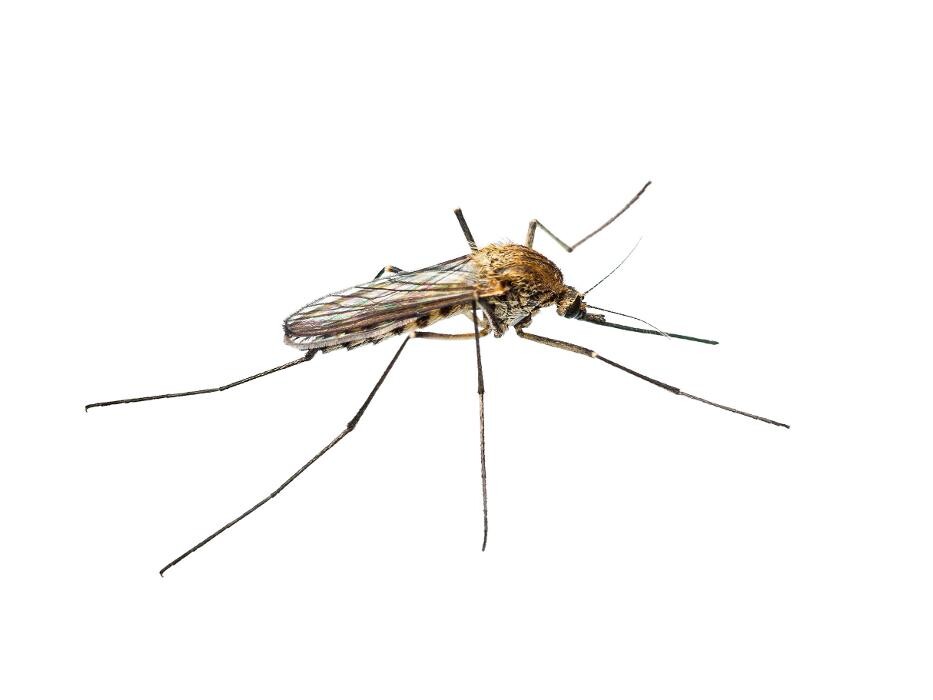 Images Premier Pest Elimination