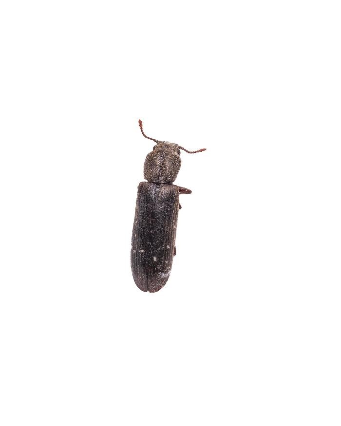 Images Premier Pest Elimination