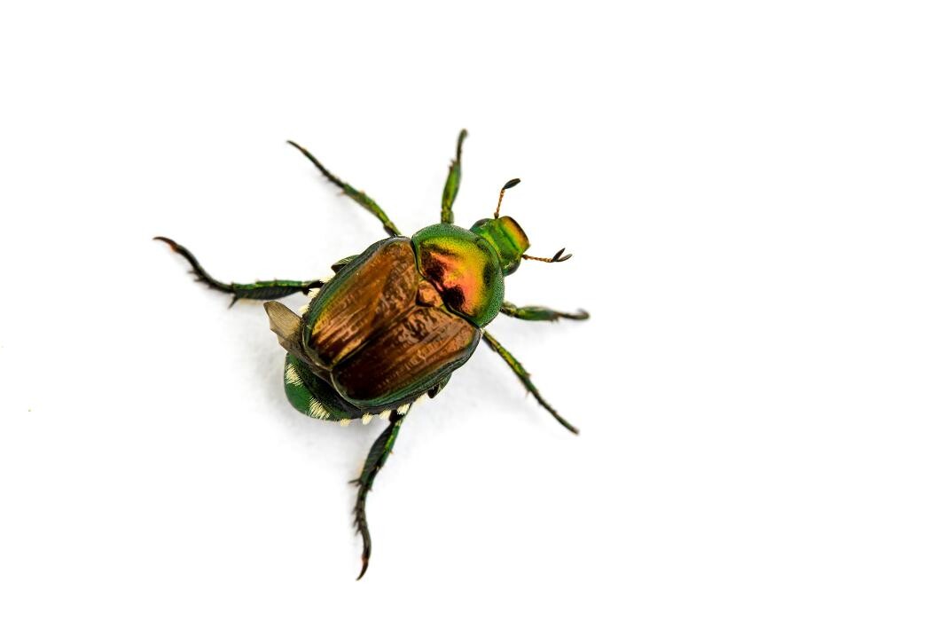 Images Premier Pest Elimination