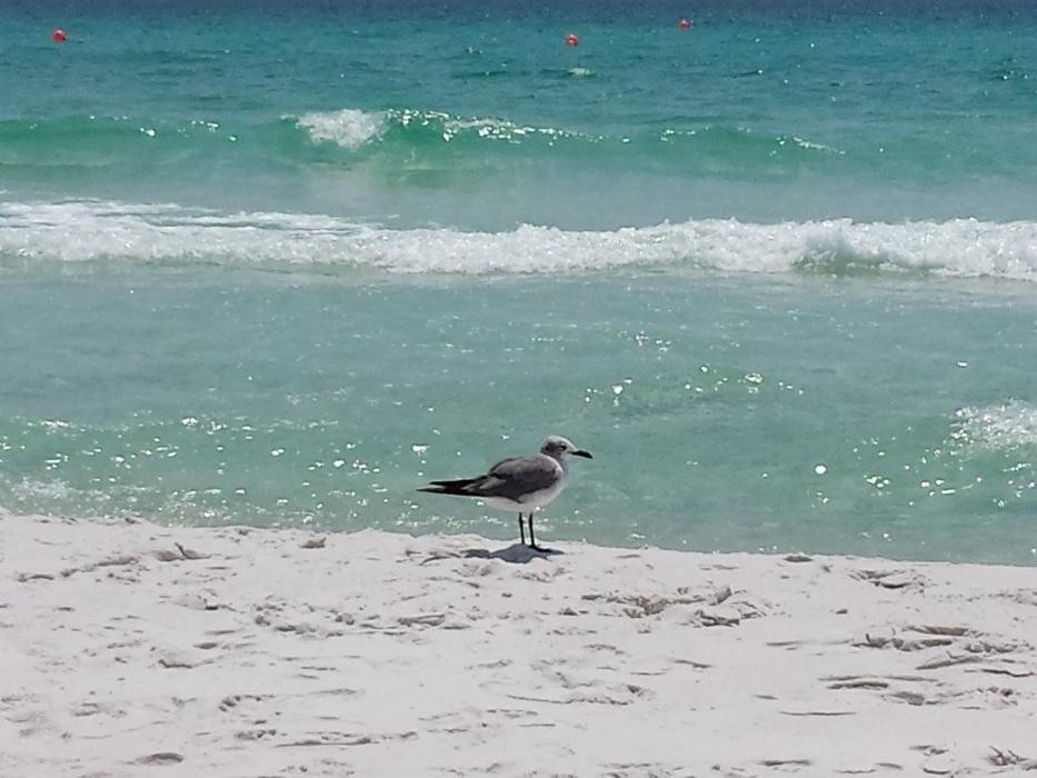 Images Crystal Sands - Destin Rentals
