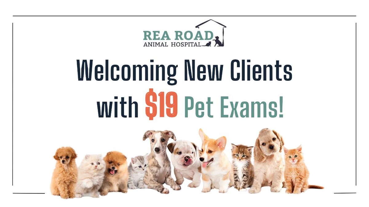 Images Rea Road Animal Hospital
