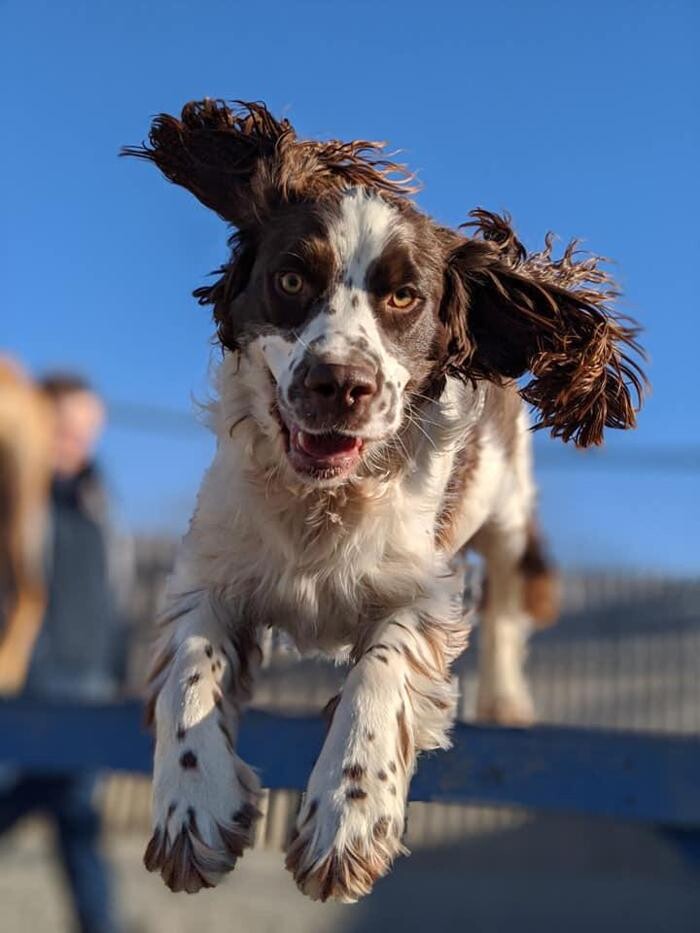 Images Carden Kennels