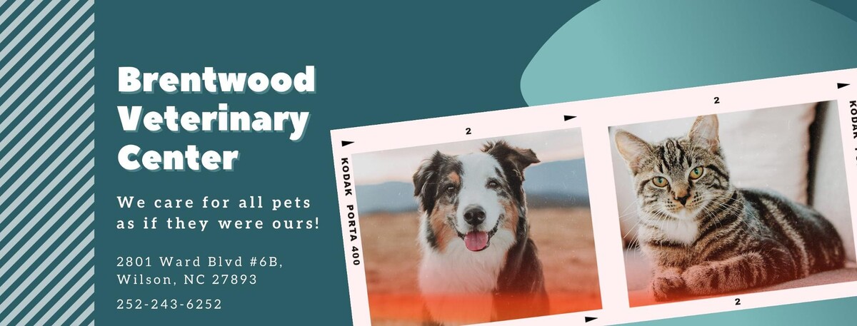 Images Brentwood Veterinary Center