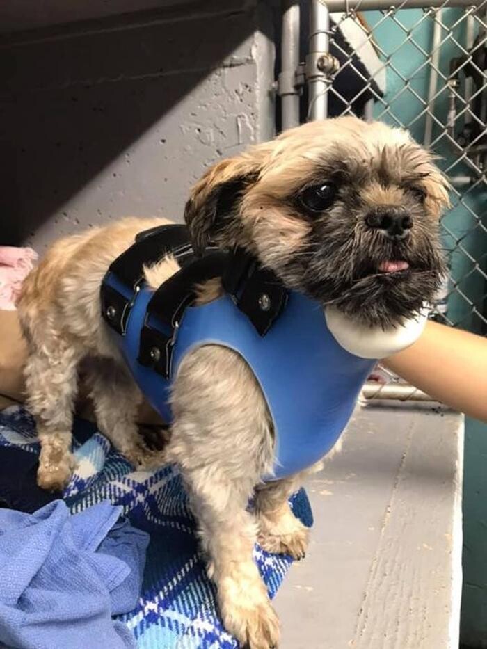 Images Associated Veterinary Services