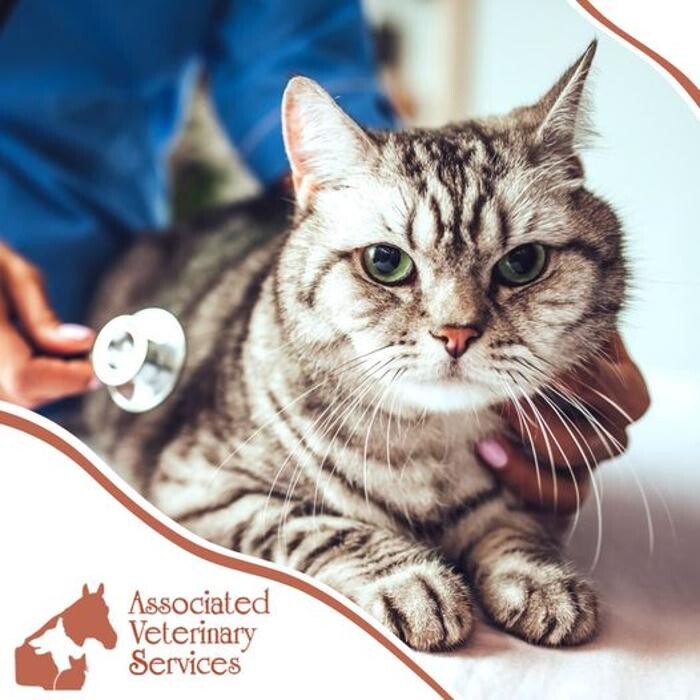 Images Associated Veterinary Services