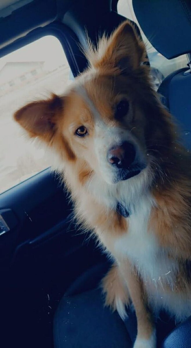 Images Associated Veterinary Services